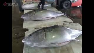 京都・舞鶴で水揚げされる大型マグロ　A large tuna caught in Maizuru, Kyoto.　在京都舞鶴市捕獲的大金槍魚。