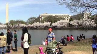 Վաշինգտոն ծաղկած բալենիներ  ԱՄՆ , Cherry blossoms Washington, D.C , Цветение сакуры в Вашингтоне США