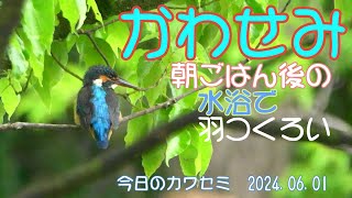 かわせみ朝ごはん後の水浴で羽つくろい　今日のカワセミ　2024 06 01