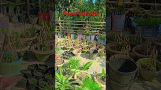 Garden tour#garden #gardening #gardeningtips #shortvideo #shortsfeed #shortsviral #song #ytshorts