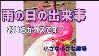 山暮らしの雨の日【鶏】