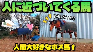 16年間一緒に過ごした大好きな馬がもっと好きになる瞬間がコチラです。【ツルマルボーイ様のシモベ】