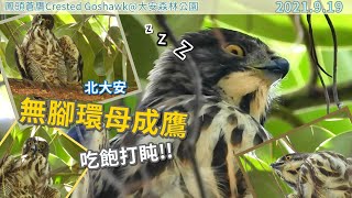 20210919 北大安無腳環母成鷹吃飽打盹～【大安森林公園鳳頭蒼鷹Crested Goshawk】