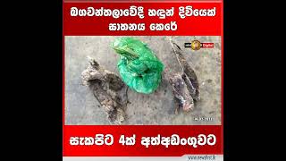 බගවන්තලාවේදී හඳුන් දිවියෙක් ඝාතනය කෙරේ