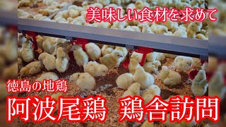 徳島の地鶏 阿波尾鶏 鶏舎訪問【美味しい食材探し】