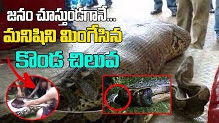 Anaconda Swallow a Man Alive || మనిషిని మింగిన కొండచిలువ..  || Viral News Telugu