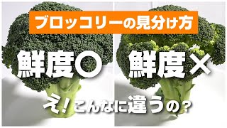 ブロッコリーの見分け方・選び方、おいしさと鮮度を見分けるコツを紹介！