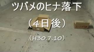 ツバメのヒナの落下（4日後）（H30.7.10）