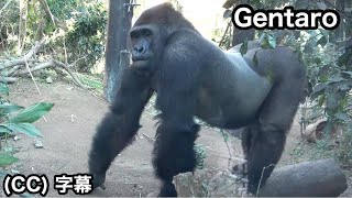 Son gorilla scouting outside on behalf of Silverback.｜Gentaro,  Momotaro family