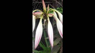 Gorgeous lily by the roadside #flores #garden