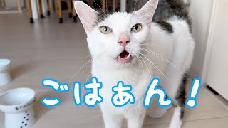 ごはんの発音が良くなってきたおしゃべり猫チロさん！