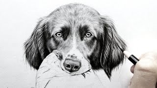 How to draw realistic fur - dog ears[Real time] | Leontine van vliet