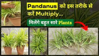 How to Multiply Pandanus Plant | Easy Way to Propagate Pandanus Plant को इस तरीके से करें Multiply