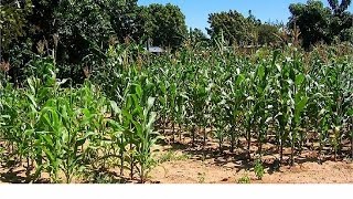 Zimbabwe : face à la sécheresse, l'agriculture passe par la science