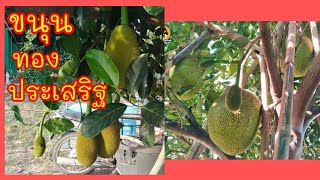 วิธีทำให้ขนุนออกลูกดกง่าย ๆ โดยการตัดแต่งกิ่ง | ขนุนทองประเสริฐ | Yupa​ Fresh​ Fruit​