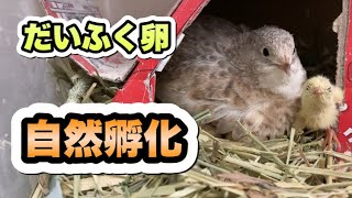 姫うずらのだいふく卵が孵化『チャンネル登録者限定動画始まります』