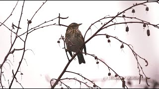 Redwing (Turdus iliacus) / Rotdrossel