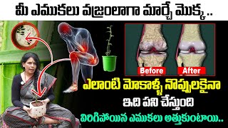 ఇది తింటే నడవలేని వాళ్లు కూడా పరు గెత్తుతారు | Nalleru Benefits | Reduces Knee Pains | Aruna Yoga