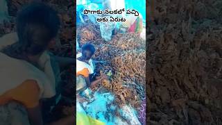 పొగాకు నలకలో పచ్చి ఆకు ఏరుట#harvesting #farmlife #farmer #pogaku #shorts #ytshorts