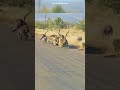 alpha baboon fights leopard to protect his tribe 😯 shorts