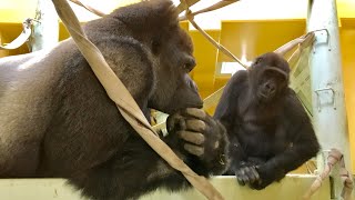 ('18/12/9)キンタロウ誕生10日前〜モモタロウ家の週末 34⭐️ゴリラ【京都市動物園】Gorilla/weekend  momotaro family 34