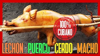 😋 LECHÓN ASADO CUBANO ► Cómo Hacer CERDO o PUERCO ASADO en PÚA