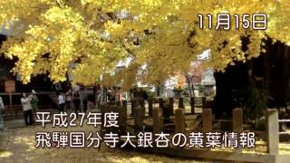 平成27年飛騨国分寺大銀杏の黄葉情報　11月15日11時