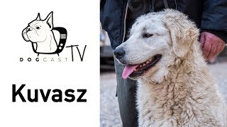 A Kuvasz kutya fajta bemutató - DogCast TV S02E03