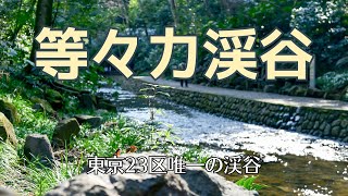 東京都等々力渓谷／東京23区唯一の渓谷。東京にもこんな静かな癒しスポットがあることに少し感動！周辺にはオシャレなカフェが点在するので、休日のひと時を楽しむことができる都会のオアシス【#サクッと散策】