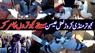 Kabootar Mandi Karor Saste Kabutar ka Markaz | Pigeons Markeet Karor | Panjab Pigeons Markeet |