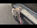 【柴犬の子犬】はじめてのお散歩【豆柴】