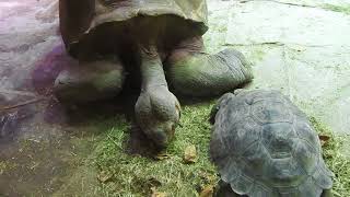 草を食べるガラパゴスゾウガメ Galápagos giant tortoise 20180131