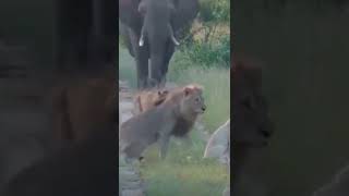 One Lioness Tries to Hunt Elephant -Credits: Unknown