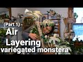 Air Layering Variegated Monstera (Part 1) | Monstera Albo Propagation by Air Layering |  Ep2