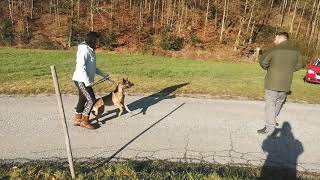 Vom aggressiven Problemhund zum entspannten Alltagsbegleiter