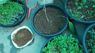 మన ఇంట్లో కొత్తిమీర ఎలా పెంచాలో చూద్దాం... l how to grow coriander from seeds at home #farm to fork