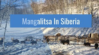 Mangalitsa Pigs in Siberia