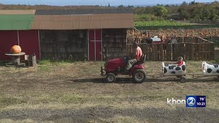 Fall Harvest Festival makes 2024 comeback at Waimanalo Country Farms