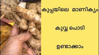 ഒർജിനൽ കുവ്വ പൊടി എളുപ്പത്തിൽ തയ്യാറാക്കാം #arrowroot #arrowrootpowdermaking