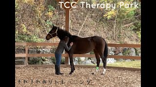 【TCC】それぞれのリトレーニング🐴【horse shelter】引退競走馬