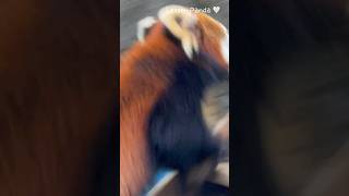 登るの速すぎレッサーパンダ🤍　Love red panda 🤍  #redpanda #lesserpanda #レッサーパンダ #小熊猫 #かわいい