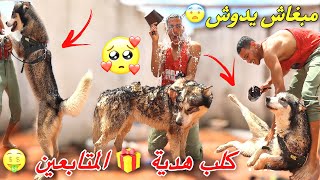 أول  مرة غادي ندوش هابي بالصابون البلدي النتيجة زوينة 😍كلب هدية 🎁🐶للمتابعين أوفياء😱