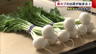 甘さと柔らかさが特長♪春カブの出荷が始まる「美味しいジューシーなカブに」【新潟】 (22/04/06 19:30)