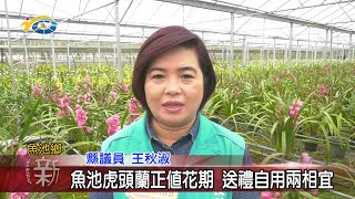 20210126 民議新聞 魚池虎頭蘭正值花期 送禮自用兩相宜(縣議員 王秋淑)