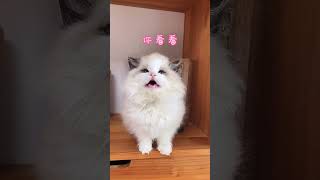 #布偶猫 #小奶猫的成长日记 #萌宠 妹妹怎么胖成球了呢   抖音