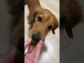 一口でスイカ食べる犬 shorts