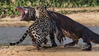 Jaguar Vs Komodo Dragon in The Wild!