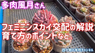 【多肉植物】🪴フェミニンスカイ交配の解説、育て方のポイントなど。