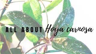 All About Hoya carnosa