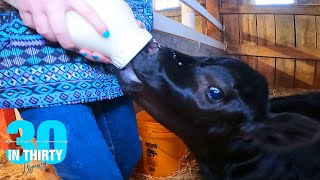 Searching, Unloading and Feeding a Bottle Calf - 30 in 30 #11